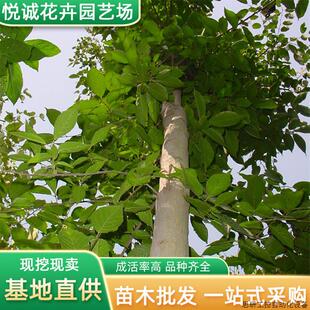 一件代发杜仲树苗园林绿化苗木色行道风景树庭院种植乔木价.议价