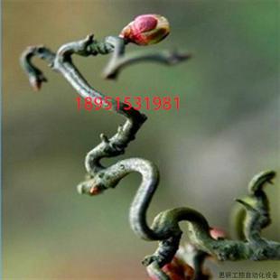 原生龙游梅盆栽盆景老桩树苗室内花卉耐寒植物游龙梅带花苞.议价