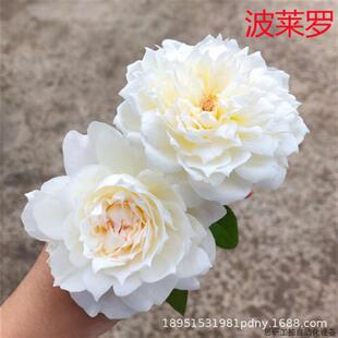 四季开灌木月季特大花浓香波莱庭院花卉植物盆栽蔷薇玫瑰花.议价