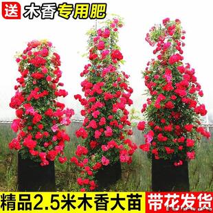 红木香树苗四季开花爬藤禄植物黄木香花大苗庭院耐热蔷薇花.议价