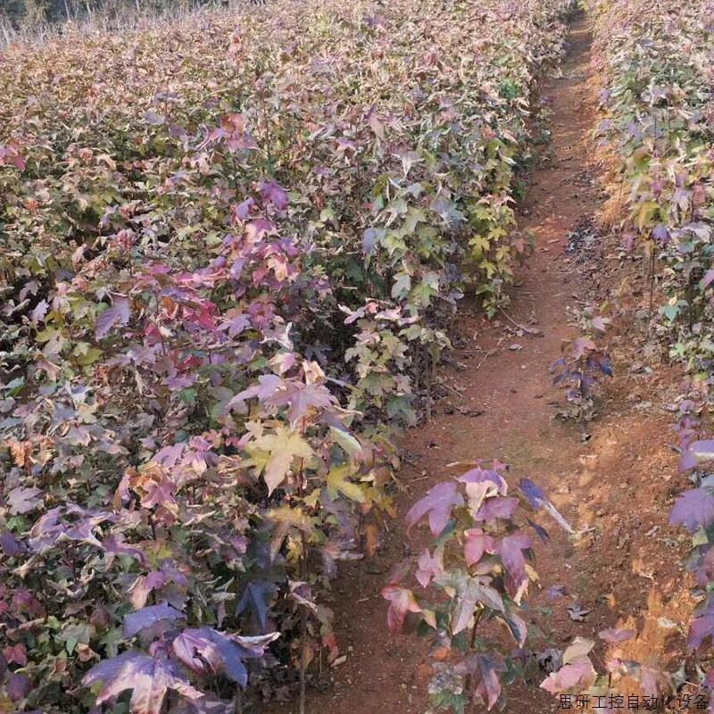 基地 北美枫香树苗 造林苗木北美枫香小苗 苗圃绿化枫.议价