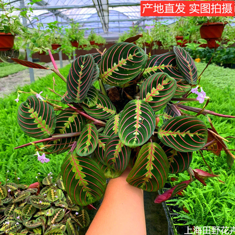 红脉白脉叶蝉竹芋红蜻蜓北欧简约室内垂吊耐阴常青观叶绿植盆栽