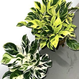 黄油画竹芋稀有北欧风网红观叶植物室内客厅阳台耐阴好养盆栽