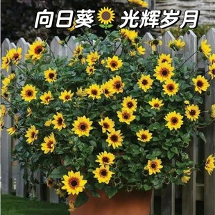 光辉岁月盆栽阳台庭院多年生耐寒耐热宿根向日葵四季开花带花包邮