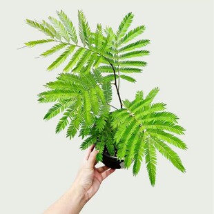 密叶猴耳环日本进口室内阳台观叶ins艺术风盆栽四季常青耐阴绿植