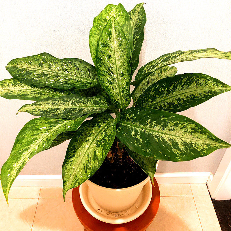 颜植 美国万年青 室内桌面四季常青好养盆栽北欧简约风星斑粗肋草