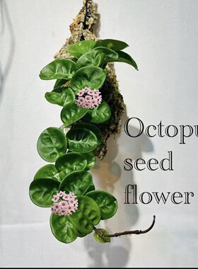 圆叶克林顿球兰多年生观叶球兰开花玄关柜子垂吊懒人好养植物盆栽