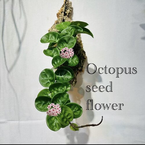 圆叶克林顿球兰多年生观叶球兰开花玄关柜子垂吊懒人好养植物盆栽