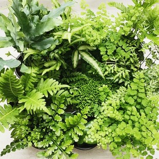 蕨类植物雨林造景绿化墙室内好养耐阴耐寒水培喜湿绿植小盆栽组合