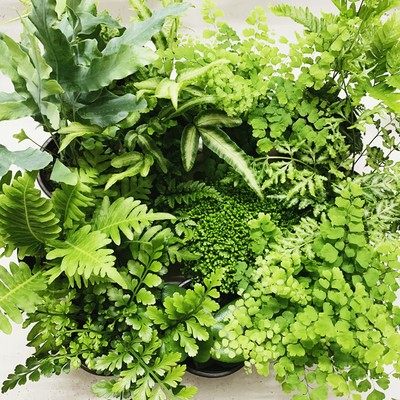 蕨类室内雨林缸净化空气好养