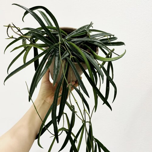 牧羊人球兰舍菲尔德Hoya Shepherdii 室内阳台垂吊绿植盆栽