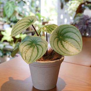 麒麟瓜椒草 西瓜皮椒草盆栽绿植北欧ins室内桌面趣味好养耐阴盆栽