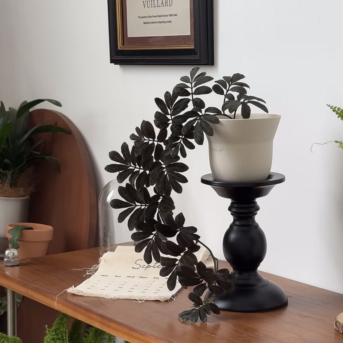 颜植空间 厄瓜多尔雨林茄 紫茄秋海棠垂吊雨林缸室内观叶耐荫绿植,鲜花速递/花卉仿真/绿植园艺,绿植,淘宝优惠券,粉丝福利购,淘宝优惠卷