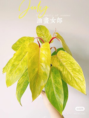 颜植油画女郎蔓绿绒室内进口好养