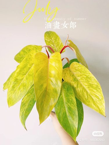 颜植油画女郎蔓绿绒室内进口好养