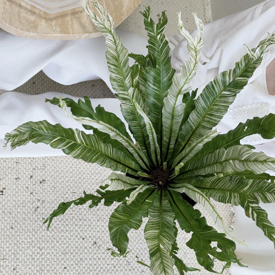 白锦鸟巢蕨Asplenium nidus蕨类绿植白月光锦室内观叶喜阴好养活图片