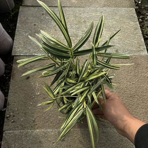 菲白竹/熊猫竹 微小型竹子景观植物盆景室内庭院四季好养绿植盆栽