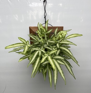 阿波银线蕨四季 常青蕨类植物室内雨林造景耐阴好养易活盆栽绿植