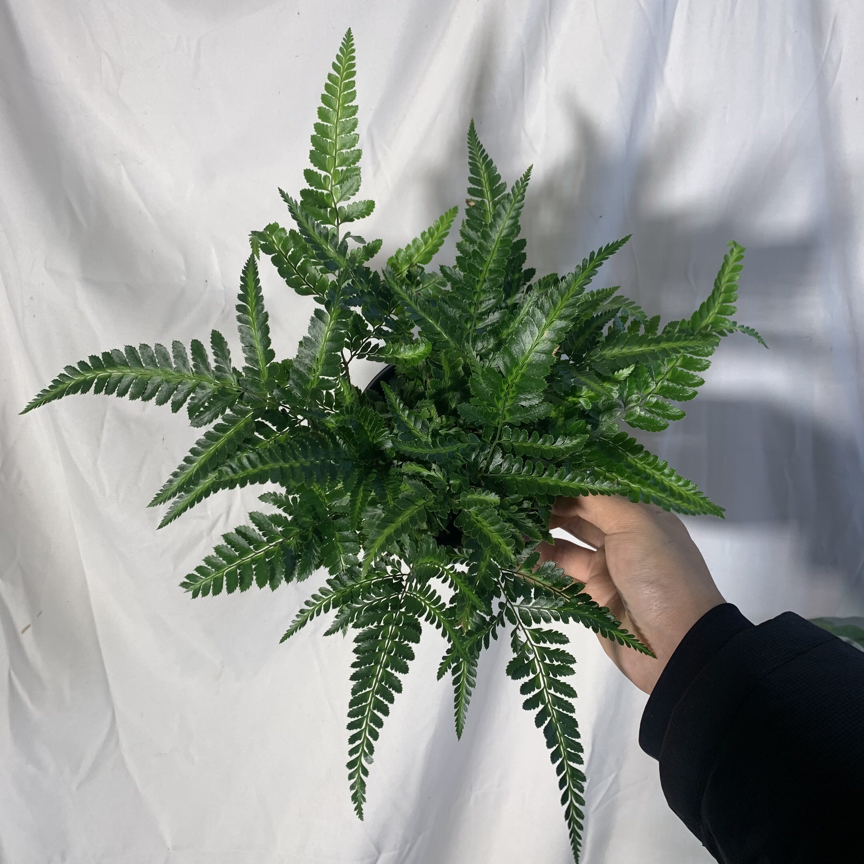 印度冬青蕨蜥蜴蕨室内桌面室外耐阴好养净化空气四季常绿植物盆栽