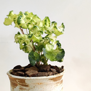月光灯白雪姬常春藤绿植盆栽炼金术常春藤室内阳台四季长绿植物