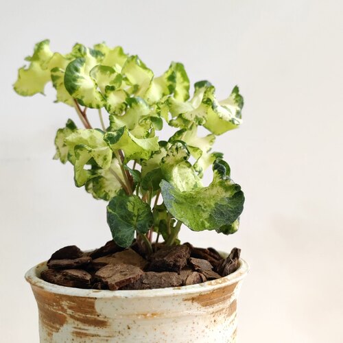 月光灯白雪姬常春藤绿植盆栽炼金术常春藤室内阳台四季长绿植物