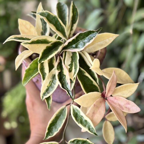 花叶球兰三色球兰外锦球兰绿植客厅阳台垂吊攀援开花绿植盆栽室内
