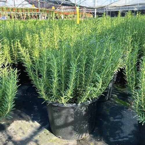 盆栽迷迭香好养室内清新