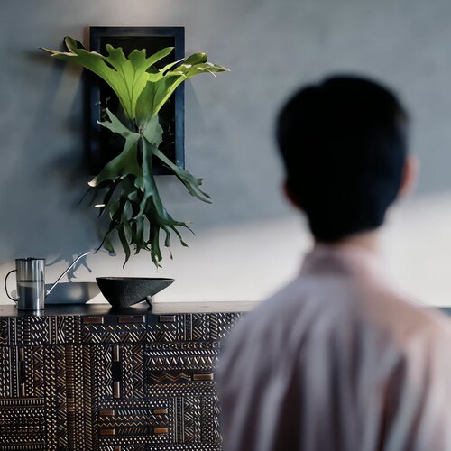 女王鹿角蕨LUKE早春晴朗同款鹿角蕨板植室内软装好看好养盆栽绿植