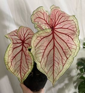 甜心马菲特粉云粉色飞溅红酒飞溅雪后室内观叶彩叶芋五彩芋盆栽