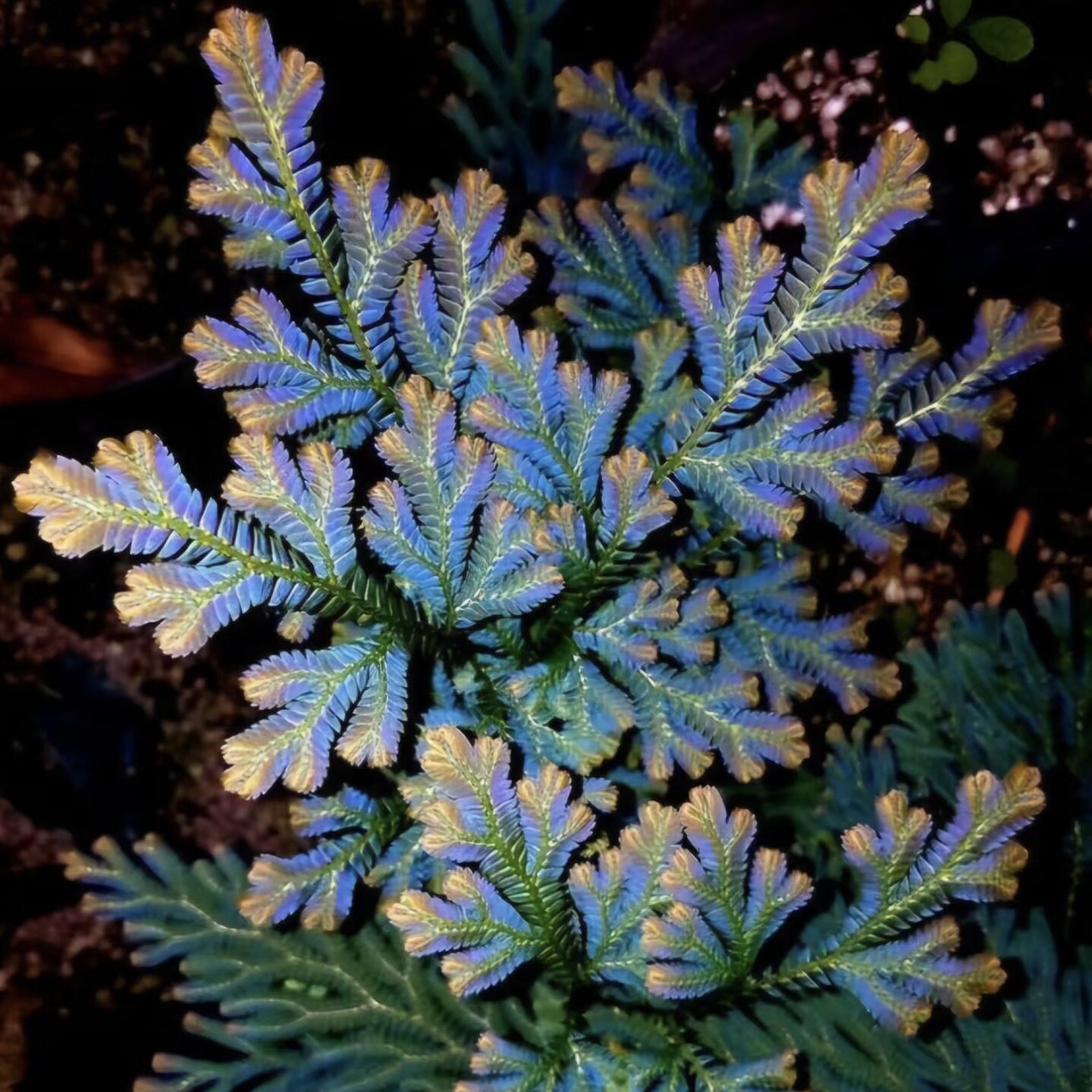 翠云草变色龙珊瑚蕨类雨林鱼缸微景观庭院花园造景喜阴喜水垂吊