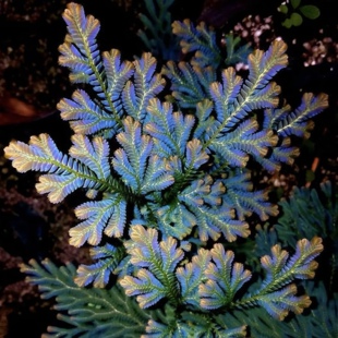 翠云草变色龙珊瑚蕨类雨林鱼缸微景观庭院花园造景喜阴喜水垂吊