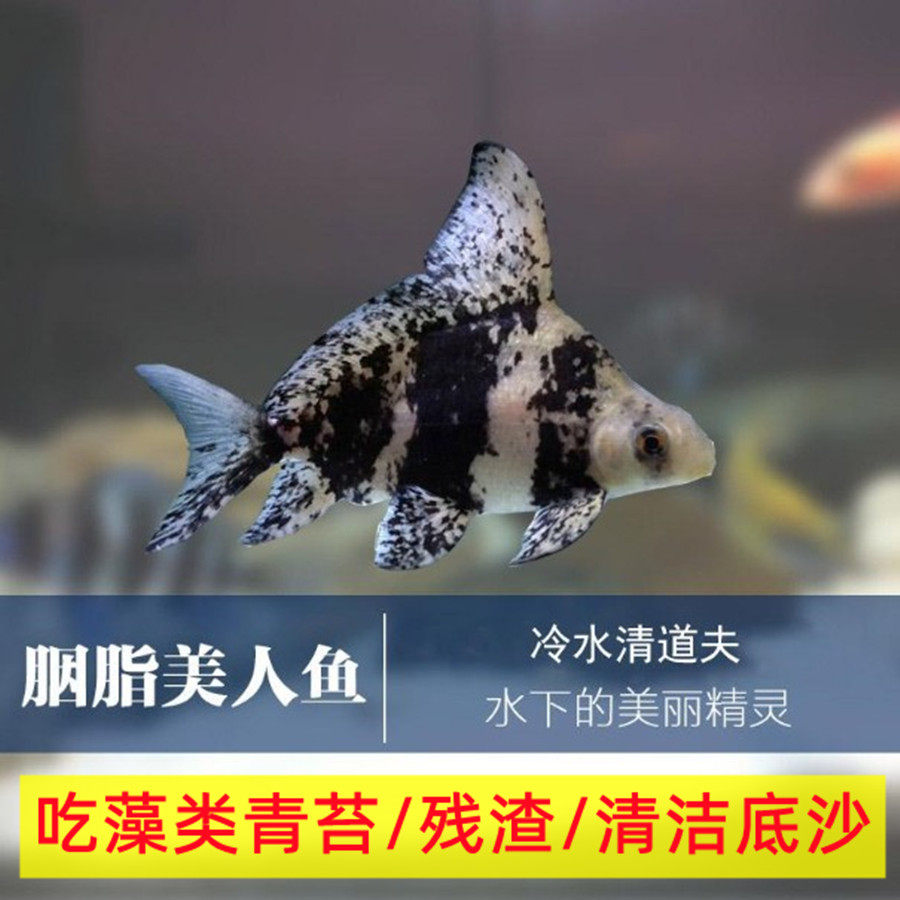 冷水清道夫鱼胭脂鱼小型清洁鱼缸垃圾除藻好养淡水观赏一帆风顺鱼