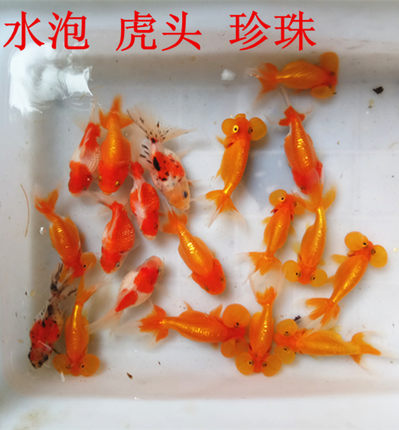 金鱼活体金鱼苗冷水鱼观赏鱼珍珠龙睛蝶尾红狮鎏金水泡淡水鱼包活