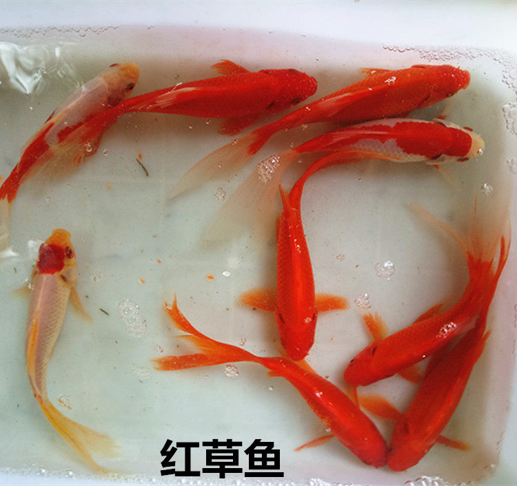 长尾红草金鱼观赏鱼金鱼活体小红鱼长尾红鲫鱼红鲤鱼红火凤凰金鱼