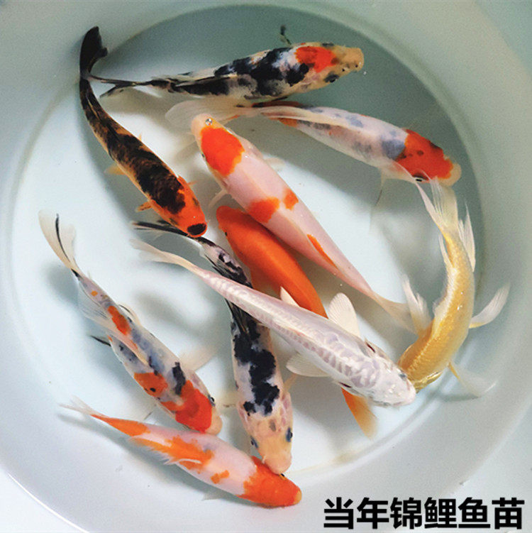小锦鲤活体纯种红白观赏鱼日本风水淡水鱼招财鱼包邮锦鲤鱼苗冷水