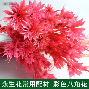 永生花diy花材配材 八角花创意礼盒玻璃罩玫瑰花永生花材厂家直销
