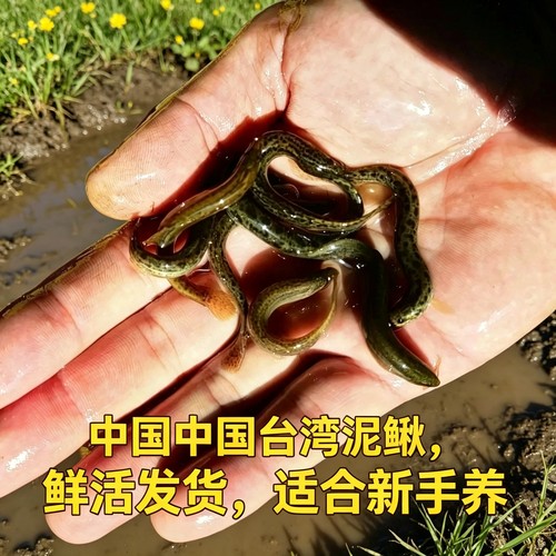 泥鳅苗活饵观赏鱼鲜活喂养宠物钓鱼龙鱼乌龟饲料泥鳅养殖淡水垂钓