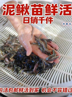 台湾泥鳅苗养殖本地黄金鳅饲料鲜活体筏钓活饵喂食淡水乌龟龙鱼