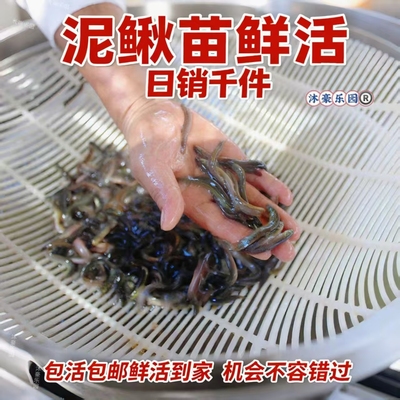 台湾泥鳅苗养殖本地黄金鳅饲料鲜活体筏钓活饵喂食淡水乌龟龙鱼