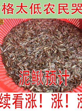 台湾泥鳅苗养殖本地黄金鳅饲料鲜活体筏钓活饵喂食淡水乌龟龙鱼