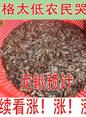 台湾泥鳅苗养殖本地黄金鳅饲料鲜活体筏钓活饵喂食淡水乌龟龙鱼