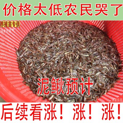 台湾泥鳅苗养殖本地黄金鳅饲料鲜活体筏钓活饵喂食淡水乌龟龙鱼