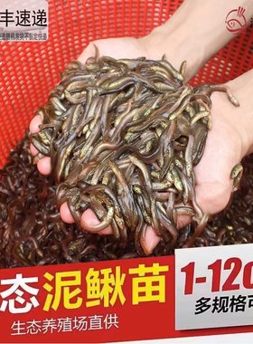 台湾泥鳅苗养殖本地黄金鳅饲料鲜活体筏钓活饵喂食淡水乌龟龙鱼