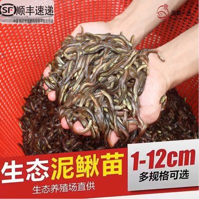 泥鳅台湾钓鱼鱼苗泥鳅苗淡水