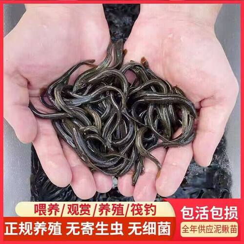 泥鳅苗鲜活喂养钓鱼龙鱼活饵乌龟饲料泥鳅养殖淡水观赏鱼垂钓