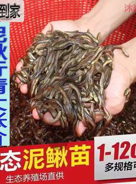 台湾泥鳅苗养殖本地黄金鳅饲料鲜活体筏钓活饵喂食淡水乌龟龙鱼