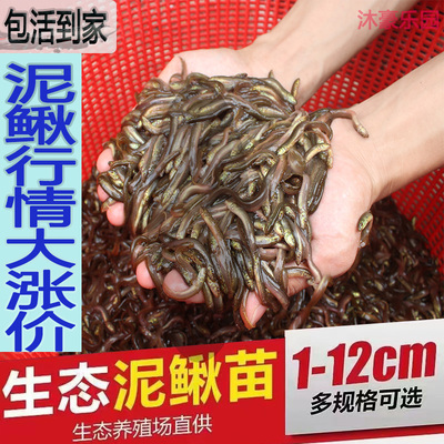 台湾泥鳅苗养殖本地黄金鳅饲料鲜活体筏钓活饵喂食淡水乌龟龙鱼