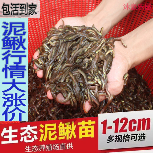 台湾泥鳅苗养殖本地黄金鳅饲料鲜活体筏钓活饵喂食淡水乌龟龙鱼