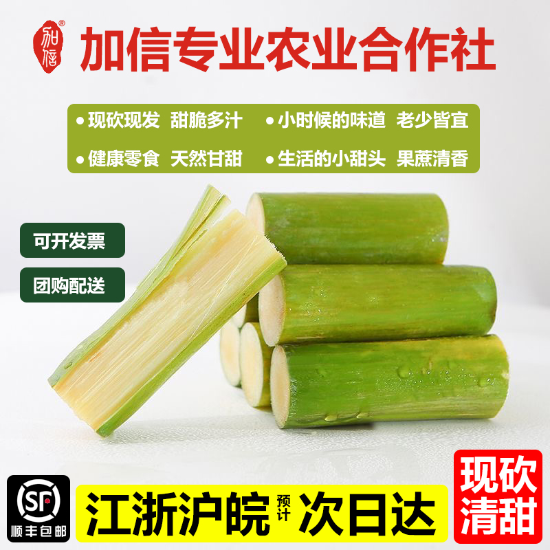 陶山青皮甘蔗 果蔗脆甜多汁 温州正宗特产 农户现发 加信农业