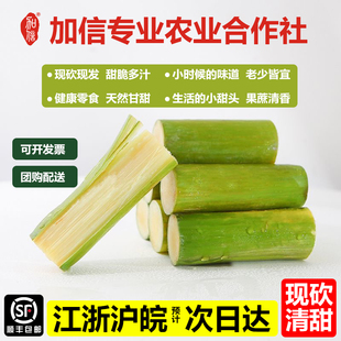 陶山青皮甘蔗 果蔗脆甜多汁 温州正宗特产 农户现发 加信农业